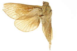 Image of Trictena argyrosticha Turner 1929