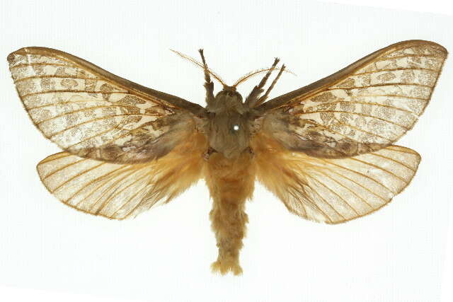 Image of Oxycanus australis Walker 1856