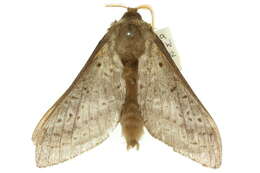 Image of Oxycanus silvanus Tindale 1935