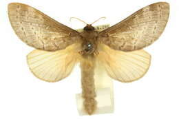 Image of Oxycanus aedesima Turner 1929