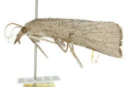 Plancia ëd Styphlolepis delopasta Turner 1941