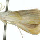 Image of Trichophysetis poliochyta Turner 1911