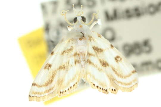 Image of <i>Austromusotima metastictalis</i>