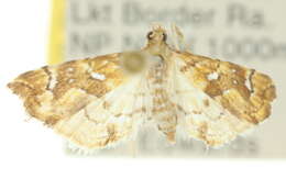 Image of Musotima nitidalis Walker (1866)