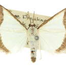 Image of <i>Pseudonoorda hemileuca</i>