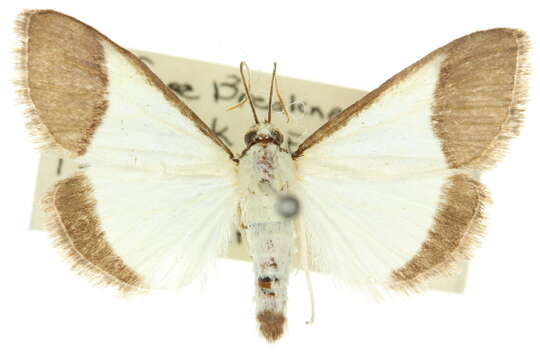 Image of <i>Pseudonoorda hemileuca</i>