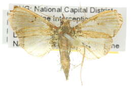 Image of Odontinae