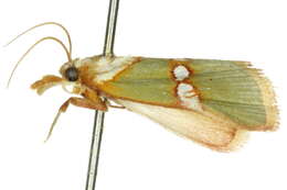 Image of Anassodes mesozonalis Hampson 1917