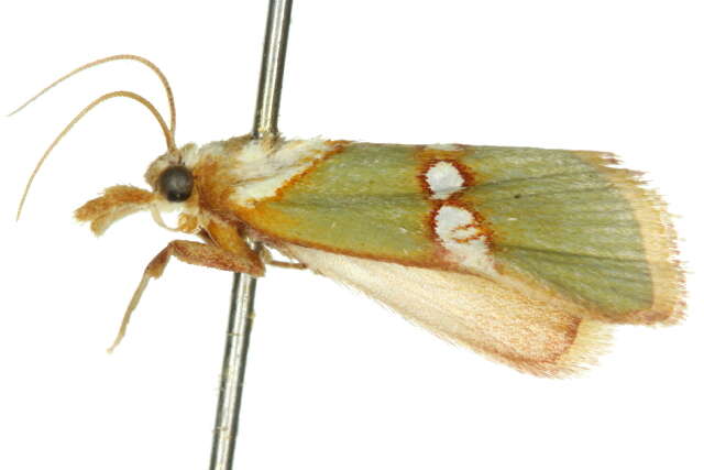 Anassodes mesozonalis Hampson 1917的圖片