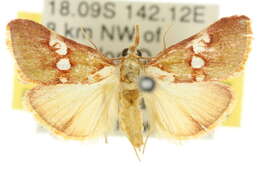 Anassodes mesozonalis Hampson 1917的圖片