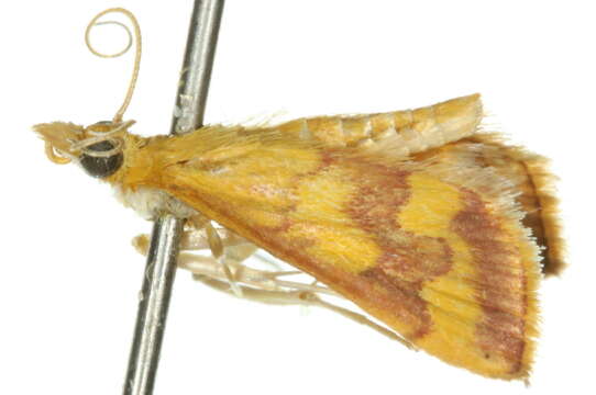 Image of Pyrausta panopealis Walker 1859