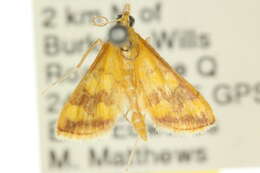 Image of Pyrausta panopealis Walker 1859