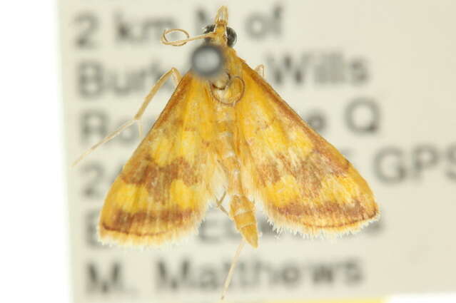 Image of Pyrausta panopealis Walker 1859