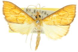 Image of <i>Ebulea perflavalis</i>