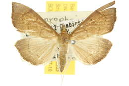 <i>Lamprophaia albifimbrialis</i> resmi