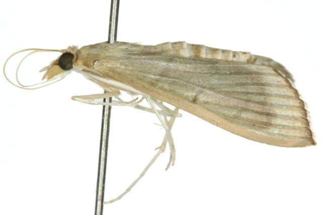 Image of <i>Lamprophaia ablactalis</i>