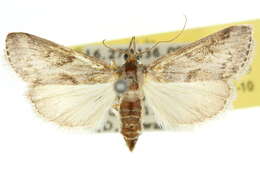 Image of Trigonoorda psarochroa