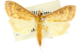 Ostrinia furnacalis Guenée 1854 resmi