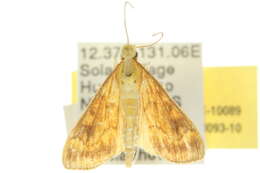 Ostrinia furnacalis Guenée 1854 resmi