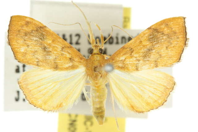 Ostrinia furnacalis Guenée 1854 resmi