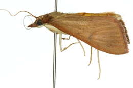 Image of Uresiphita insulicola Turner 1918