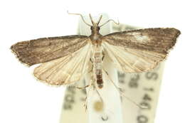 صورة Diplopseustis perieresalis Walker 1859