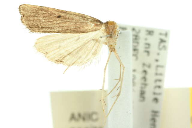 صورة Diplopseustis perieresalis Walker 1859