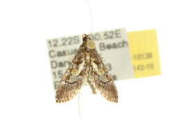 Image of Ornate Hydriris Moth