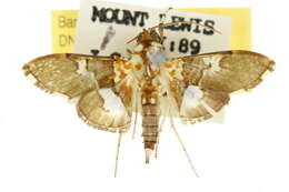 Image of Aetholix flavibasalis Guenée 1854