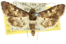 <i>Nacoleia alincia</i> resmi