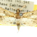 Image of <i>Nacoleia obliqualis</i>