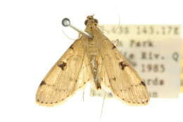 Image of <i>Nacoleia octasema</i>