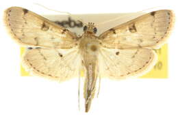 Image of <i>Nacoleia octasema</i>