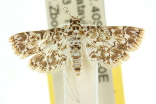 Image of <i>Metoeca foedalis</i>