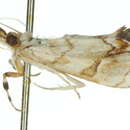 Image of <i>Eudaimonisma batchelorella</i>