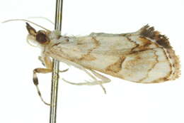 Image of <i>Eudaimonisma batchelorella</i>