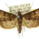 Image of <i>Eurybela scotopis</i>