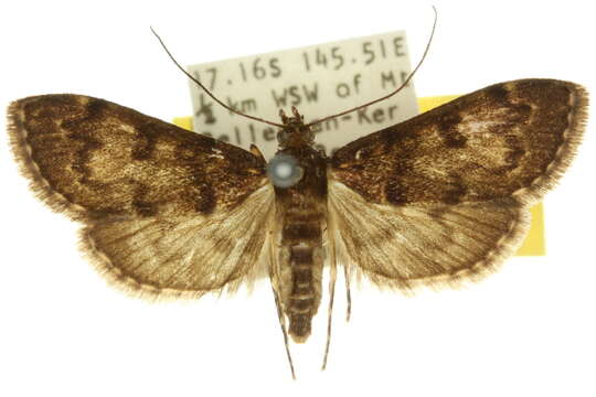 Image of <i>Eurybela scotopis</i>