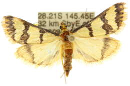 Image of <i>Metallarcha eurychrysa</i>