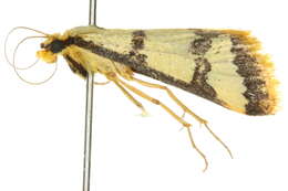 Image of <i>Metallarcha eurychrysa</i>