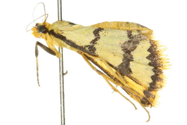 Image of <i>Metallarcha eurychrysa</i>