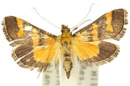 Image of <i>Metallarcha diplochrysa</i>