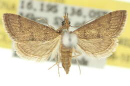 Criophthona anerasmia Turner 1913 resmi