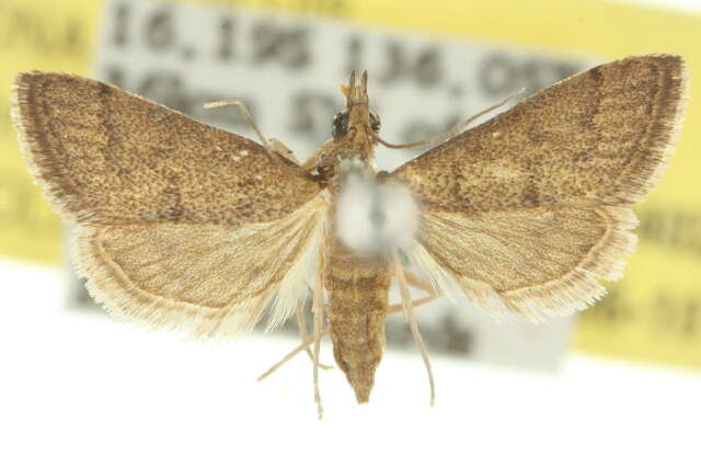 Criophthona anerasmia Turner 1913 resmi