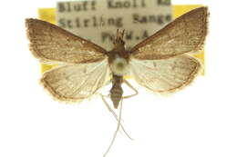 Image of Metasia aphrarcha Meyrick 1887