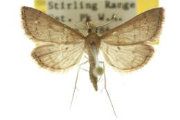 Image of Metasia aphrarcha Meyrick 1887