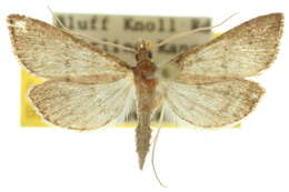 Image of Metasia aphrarcha Meyrick 1887