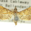 صورة <i>Metasia tiasalis</i>