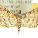 Image of <i>Metasia delotypa</i>