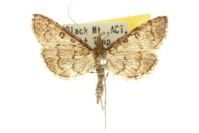 Image of Metasia liophaea Meyrick 1887